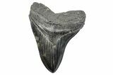 Serrated, Fossil Megalodon Tooth - South Carolina #285013-1